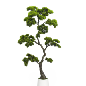 bonsai tree