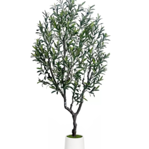 olive tree